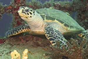 Are Sea Turtle Boots Illegal?