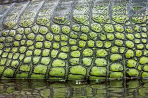 Green Caiman Skin
