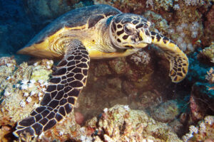 Are Sea Turtle Boots Illegal In the US