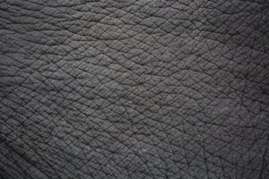 shark skin vs elephant
