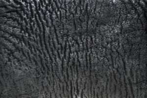 shark vs elephant leather